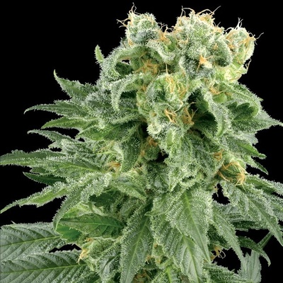 White Label Double Gum regular semena neobsahují THC 10 ks