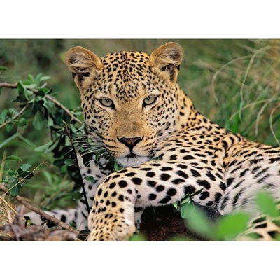 Ravensburger Leopard 100 dielov