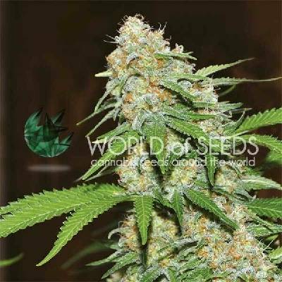 World of Seeds Mazar x White Rhino semena neobsahují THC 3 ks