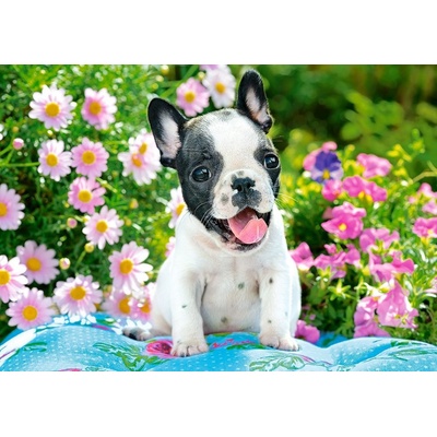 Castorland French bulldog puppy 500 dielov