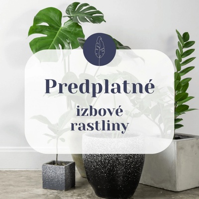Predplatné - izbové rastliny - 12 mesiacov