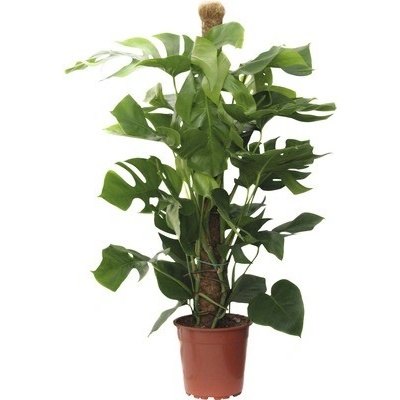Monstera skvostná FloraSelf Monstera deliciosa výška 110-120 cm květináč Ø 24 cm
