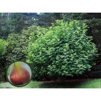 Figovník Melanzana 30-40 cm, kont. 2 l
