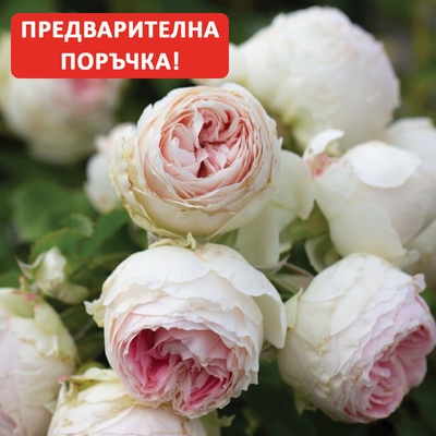 Kordes® Роза Pompon Flower Circus® (Pashmina)