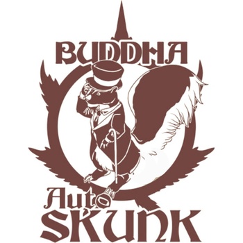 Buddha Seeds Skunk AUTO semena neobsahují THC 3 ks