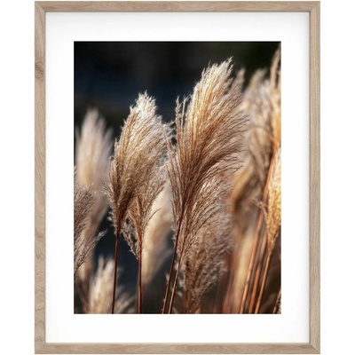 Subtle Nature Obraz v rámu Pampová tráva, 50 × 40 cm OB-22875