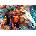 Enjoy - Puzzle Wild Spirit - 1 000 piese