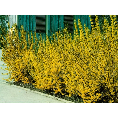 Zlatý dážď, výška 70-100 cm, kvetináč 5 l