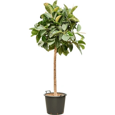 Fikus - Ficus elastica "Robusta" Stem 45x210 cm