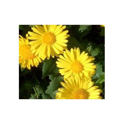 Doronicum orien. 'Leonardo Compact' Kamzičník 'Leonardo Compact'