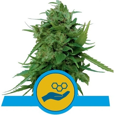 Royal Queen seeds Solomatic CBD semienka neobsahujú THC 5 ks