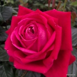 Kordes® Роза Ruby Kiss® - (Kordes®)