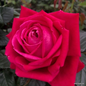 Kordes® Роза Ruby Kiss® - (Kordes®)