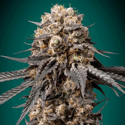 00 Seeds Bank Bubba's Gift semena neobsahují THC 5 ks