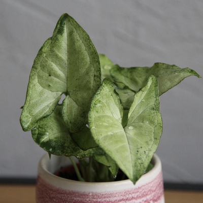 Syngonium white butterfly baby