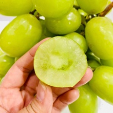 Vinič Autumn Crisp bezsemenné vrúbľované na podpníku RU-140 dvojročná sadenica.