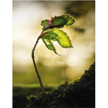 Tajný život stromů. Co cítí, jak komunikují - objevování fascinujícího světa - Peter Wohlleben výpravné vydání CZ