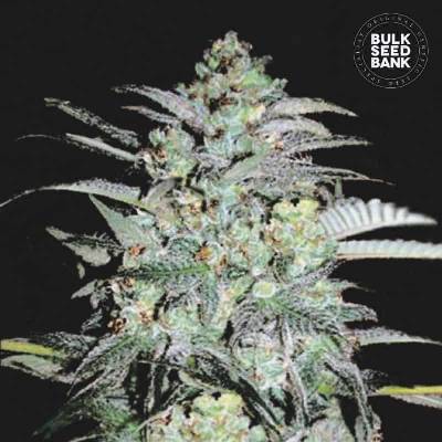 Bulk Seed Bank Mazar Extra semena neobsahují THC 10 ks