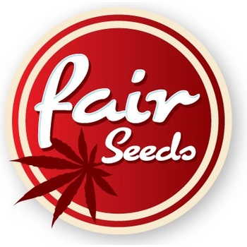 Fair Seeds Amnesia semena neobsahují THC 1 ks