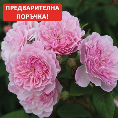Kordes® Щамбова Роза Romantic Siluetta® - Kordes®