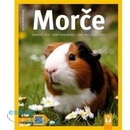 Morče
