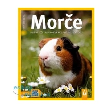 Morče