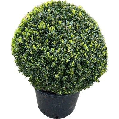 Buxus sempervirens 20-25 C3L koule