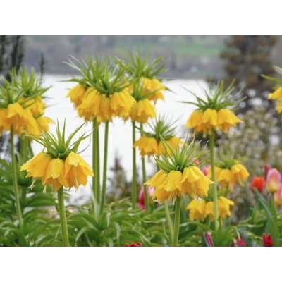 Korunkovka Imperialis Lutea 1 ks v balení