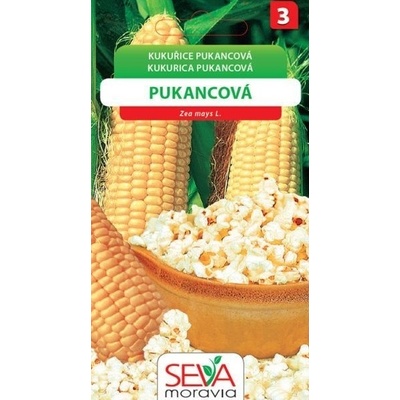 Kukuřice pukancová