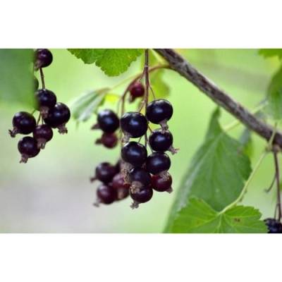 Ríbezľa čierna (Ribes nigrum) ´TISEL´ - výška 70-100 cm, skorá, voľnokorenná - STROMČEKOVÁ/NA KMIENKU