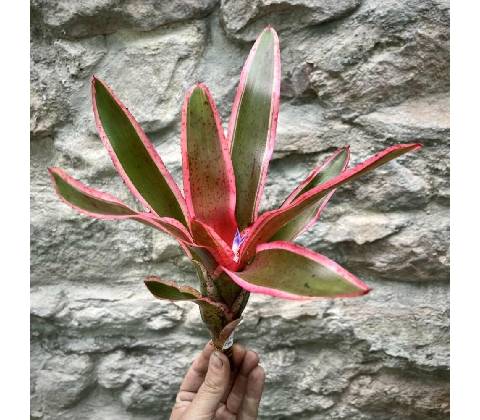 Neoregelia - Iphigenie