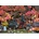 Piatnik - Puzzle The magic of autumn - 1 000 piese
