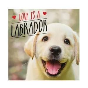 Love is a Labrador | Charlie Ellis (ISBN: 9781786859822)
