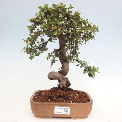 e-bonsai Venkovní bonsai-Cotoneaster dammeri - Skalník Damerův
