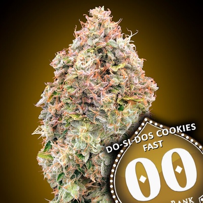 00 Seeds Bank Do-Si-Dos Cookies Fast semienka neobsahujú THC 3 ks