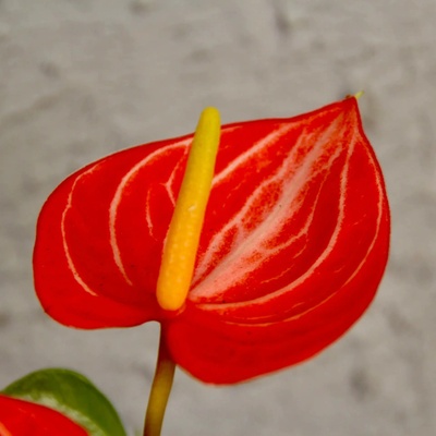 Anthurium Andraeanum Joli orange