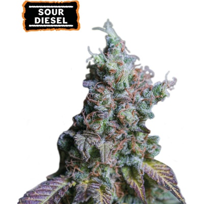 Seedstockers Sour Diesel AUTO semena neobsahují THC 5 ks