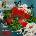 The Happy Fits - Lovesick (Red Coloured) (2 LP) (0672299317734)