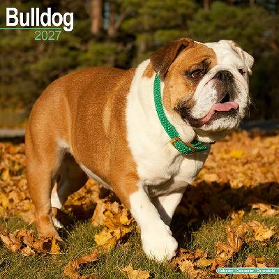 AVONSIDE Buldog, 30 x 30 cm 2027