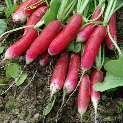 Reďkovka Slovana - Raphanus sativus - semená reďkovky - 300 ks