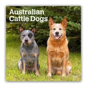 Browntrout Verlags GmbH Australian Cattle Dogs 2026 - 16-Monatskalender