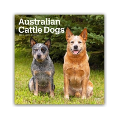Browntrout Verlags GmbH Australian Cattle Dogs 2026 - 16-Monatskalender | BrownTrout Publishers Inc