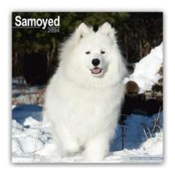 Samoyed Samojeden 16-Monats 2024