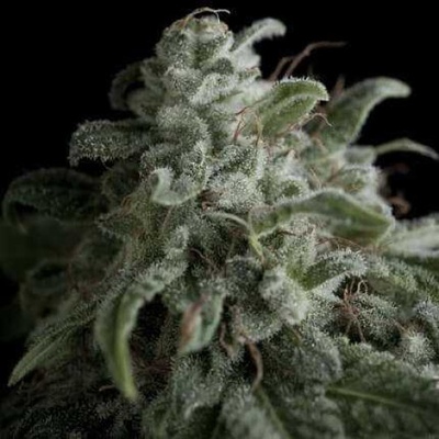 Pyramid Seeds Nefertiti semienka neobsahujú THC 50 ks