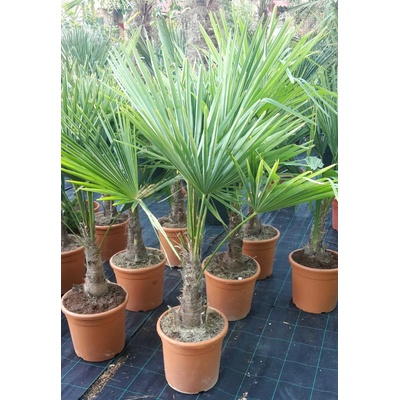 Trachycarpus fortunei – kmeň 30-40cm, celková výška 80-120cm