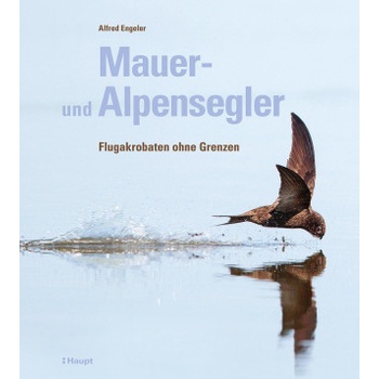 Mauer- und Alpensegler