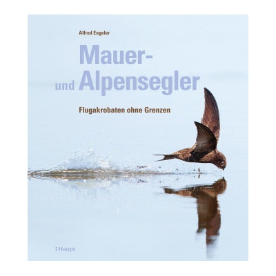 Mauer- und Alpensegler