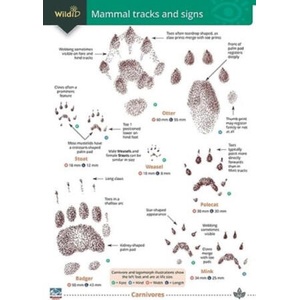 Mammal tracks and signs | Dan Puplett (2023)