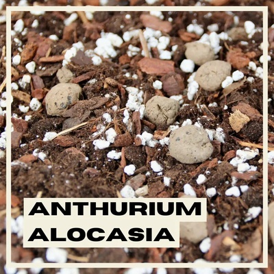Rastlinkovo Anthurium & Alocasia 3 l