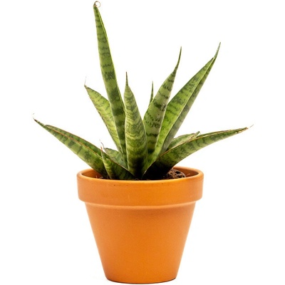 Gardners Sansevieria trifasciata Pineapple, průměr 7 cm Sanseveria, Tchýnin jazyk, Tenura
